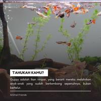 Gambar IKAN GUPPY FULL COLOR RANDOM dari Animal Friends ID undefined 3 Tokopedia