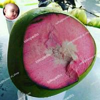 Gambar bibit kelapa genjah wulung super dari AlfarizqPND_NEW undefined 2 Tokopedia