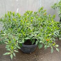 Gambar Pupuk Cabe Organik Cair Cepat Berbuah Lebat Nutrisi Tanaman Cabe dari Pupuk Petani Organik undefined 3 Tokopedia