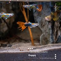 Gambar IKAN GUPPY FULL COLOR RANDOM dari Animal Friends ID undefined 1 Tokopedia