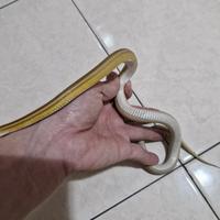 Gambar Cornsnake Caramel dari Dom Garage undefined 2 Tokopedia