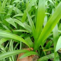 Gambar tanaman hias bakung lele bunga putih - pohon bakung lele dari beautifull plant undefined 3 Tokopedia