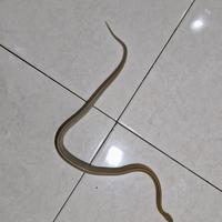 Gambar Cornsnake Caramel dari Dom Garage undefined 3 Tokopedia