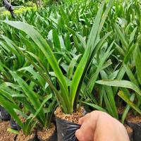 Gambar tanaman hias bakung lele bunga putih - pohon bakung lele dari beautifull plant undefined 2 Tokopedia