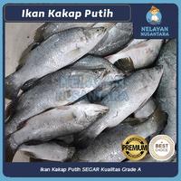 Gambar Kakap Putih Fresh-Frozen/Baramundi Ikan Kakap Seafood/White Snapper - 1kg dari Nelayan Nusantara undefined 2 Tokopedia