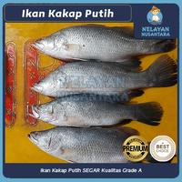 Gambar Kakap Putih Fresh-Frozen/Baramundi Ikan Kakap Seafood/White Snapper - 1kg dari Nelayan Nusantara undefined 1 Tokopedia