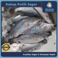 Gambar Kakap Putih Fresh-Frozen/Baramundi Ikan Kakap Seafood/White Snapper - 1kg dari Nelayan Nusantara undefined 5 Tokopedia