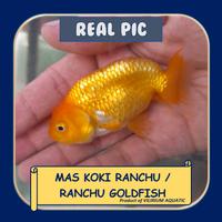 Gambar IKAN HIAS AIR TAWAR - MAS KOKI RANCHU dari Vilirium Aquatic undefined 2 Tokopedia