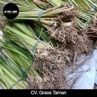 Gambar Rumput Vetiver Pencegah Longsor - Bibit Rumput Vetiver Akar Wangi dari Cv.Grasss Taman undefined 4 Tokopedia