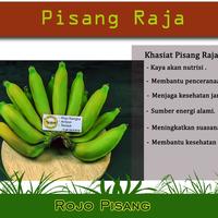 Gambar Pisang Raja Asli: Kelezatan Buah Segar yang Menggoda. dari Rojo Pisang Shop undefined 1 Tokopedia