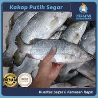 Gambar Kakap Putih Fresh-Frozen/Baramundi Ikan Kakap Seafood/White Snapper - 1kg dari Nelayan Nusantara undefined 3 Tokopedia