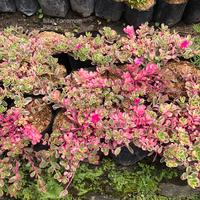 Gambar Tanaman hias krokot varigata pink soda portulaca pink import dari BIBIT TANAMAN PILIHAN undefined 2 Tokopedia