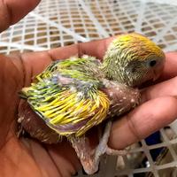 Gambar burung lovebird lolohan pilihan dari Tokoburunggacorjkt2 undefined 2 Tokopedia