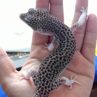 Gambar leopard gecko super snow eclipse dari DeckoShop undefined 1 Tokopedia