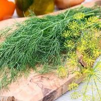 Gambar 30 Biji Benih Bibit Daun Adas Sowa Dill Dukat Herbal Import Unggul - DAUN ADAS DILL dari BENIH 1000 undefined 4 Tokopedia
