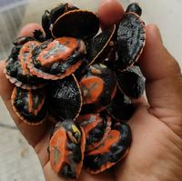 Gambar Pakan untuk ikan dan kura & Kura damer dada merah - udang 4 botol dari auranti store undefined 1 Tokopedia