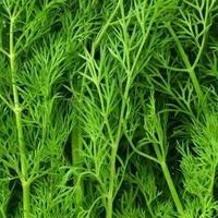 Gambar 30 Biji Benih Bibit Daun Adas Sowa Dill Dukat Herbal Import Unggul - DAUN ADAS DILL dari BENIH 1000 undefined 3 Tokopedia
