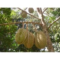 Gambar Bibit Durian Montong 1 Meter Hasil Okulasi Pendek Berbuah dari Pesona Bibit Unggul undefined 4 Tokopedia