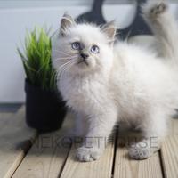 Gambar Himalaya Kitten Jantan Anak Kucing Himalaya dari Nekopethouse - Adopsi Kucing undefined 4 Tokopedia