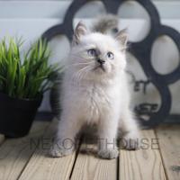 Gambar Himalaya Kitten Jantan Anak Kucing Himalaya dari Nekopethouse - Adopsi Kucing undefined 1 Tokopedia