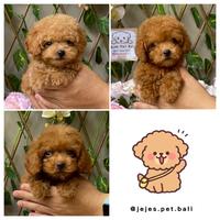 Gambar anjing poodle puppy dari jejepetbali undefined 3 Tokopedia