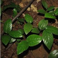 Gambar bibit tanaman herbal daun singa depa dari herbalis13shop undefined 1 Tokopedia