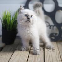 Gambar Himalaya Kitten Jantan Anak Kucing Himalaya dari Nekopethouse - Adopsi Kucing undefined 3 Tokopedia
