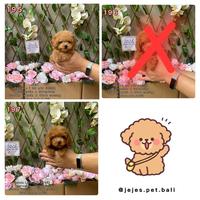 Gambar anjing poodle puppy dari jejepetbali undefined 2 Tokopedia