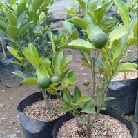 Gambar Bibit Tanaman Jeruk Nipis Sudah Berbuah Super Laris Bisa Cod Asal Okulasi Tempel Mata Tunas Tinggi 50-100 Cm Cocok Untuk Koleksi Tambulapot Di Halaman Rumah Anda dari Teras Bibit Store undefined 4 Tokopedia