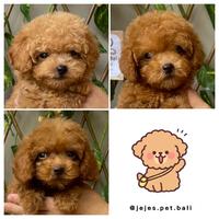 Gambar anjing poodle puppy dari jejepetbali undefined 1 Tokopedia