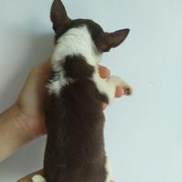 Gambar Chihuahua jantan mini dari Djago Kennel undefined 2 Tokopedia