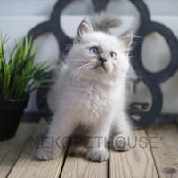 Gambar Himalaya Kitten Jantan Anak Kucing Himalaya dari Nekopethouse - Adopsi Kucing undefined 2 Tokopedia
