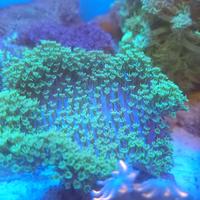 Gambar payungan fiji dari PaLg.Toko Marine undefined 1 Tokopedia