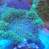 Gambar payungan fiji dari PaLg.Toko Marine undefined 2 Tokopedia