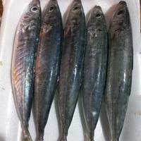 Gambar Ikan Kembung Layang Segar 1/2 Kg (500 gram) - 500 gram dari tukangikan15 undefined 5 Tokopedia