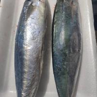 Gambar Ikan Kembung Layang Segar 1/2 Kg (500 gram) - 500 gram dari tukangikan15 undefined 2 Tokopedia