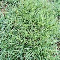 Gambar Benih Biji Rumput Jepang - Bibit Biji Rumput Jepang Kemasan 5 Gram dari Osian_Store undefined 2 Tokopedia