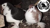 Gambar Burung Merpati Hias Lahore dari tokobs undefined 1 Tokopedia