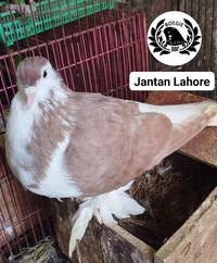 Gambar Burung Merpati Hias Lahore dari tokobs undefined 3 Tokopedia