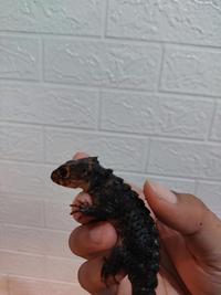 Gambar Crocodile Skink, Kadal Duri, Sehat No Minus, Terawat dari reptilangs undefined 2 Tokopedia