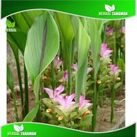 Gambar Bibit Pohon tanaman Temu Putih Herbal Alami per pohon dari Herbal Tanaman undefined 2 Tokopedia