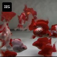 Gambar Ikan Mas Koki Ryukin RW / Ikan Hias - L dari Hannzystore undefined 1 Tokopedia