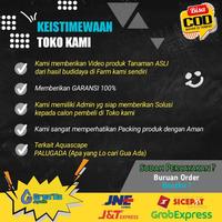 Gambar Rotala Bsd - Tanaman Tumbuhan Stamp Stem Aquascape dari tokomacu422 undefined 5 Tokopedia