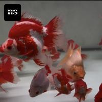 Gambar Ikan Mas Koki Ryukin RW / Ikan Hias - L dari Hannzystore undefined 2 Tokopedia