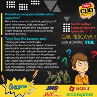 Gambar Rotala Bsd - Tanaman Tumbuhan Stamp Stem Aquascape dari tokomacu422 undefined 2 Tokopedia