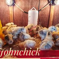 Gambar DOC Ayam Elba / Bibit Ayam Elba 4-7 hari. Ayam Kampung Petelur Elba dari JohnChick undefined 4 Tokopedia