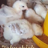 Gambar DOC Ayam Elba / Bibit Ayam Elba 4-7 hari. Ayam Kampung Petelur Elba dari JohnChick undefined 3 Tokopedia