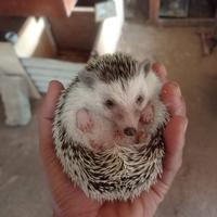 Gambar landak mini anakan, indukan, sepasang. dari zaditanimale undefined 2 Tokopedia