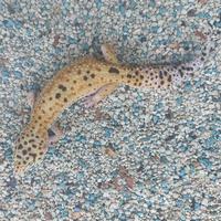 Gambar Leopard Gecko Indukan Tokek Hias Warna Warni dari GALLERY REPTILE undefined 4 Tokopedia
