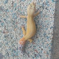 Gambar Leopard Gecko Indukan Tokek Hias Warna Warni dari GALLERY REPTILE undefined 3 Tokopedia